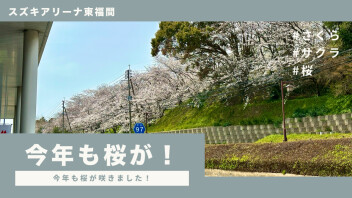 今年も桜が咲きました！