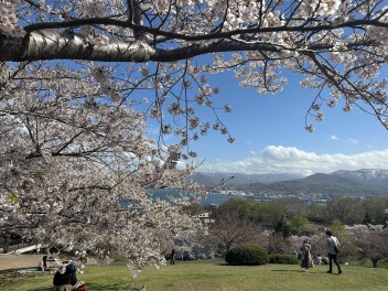 GWに桜を見に行きました！！