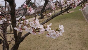 桜の季節(*'ω'*)