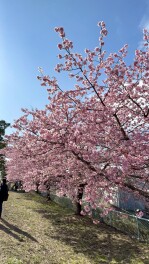 静岡市の早咲き桜　おすすめスポット♪