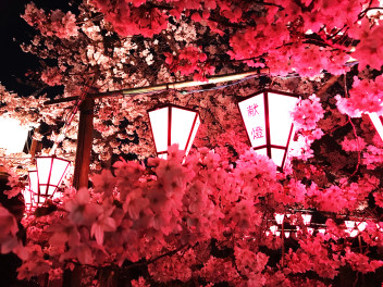桜咲く 土佐稲荷