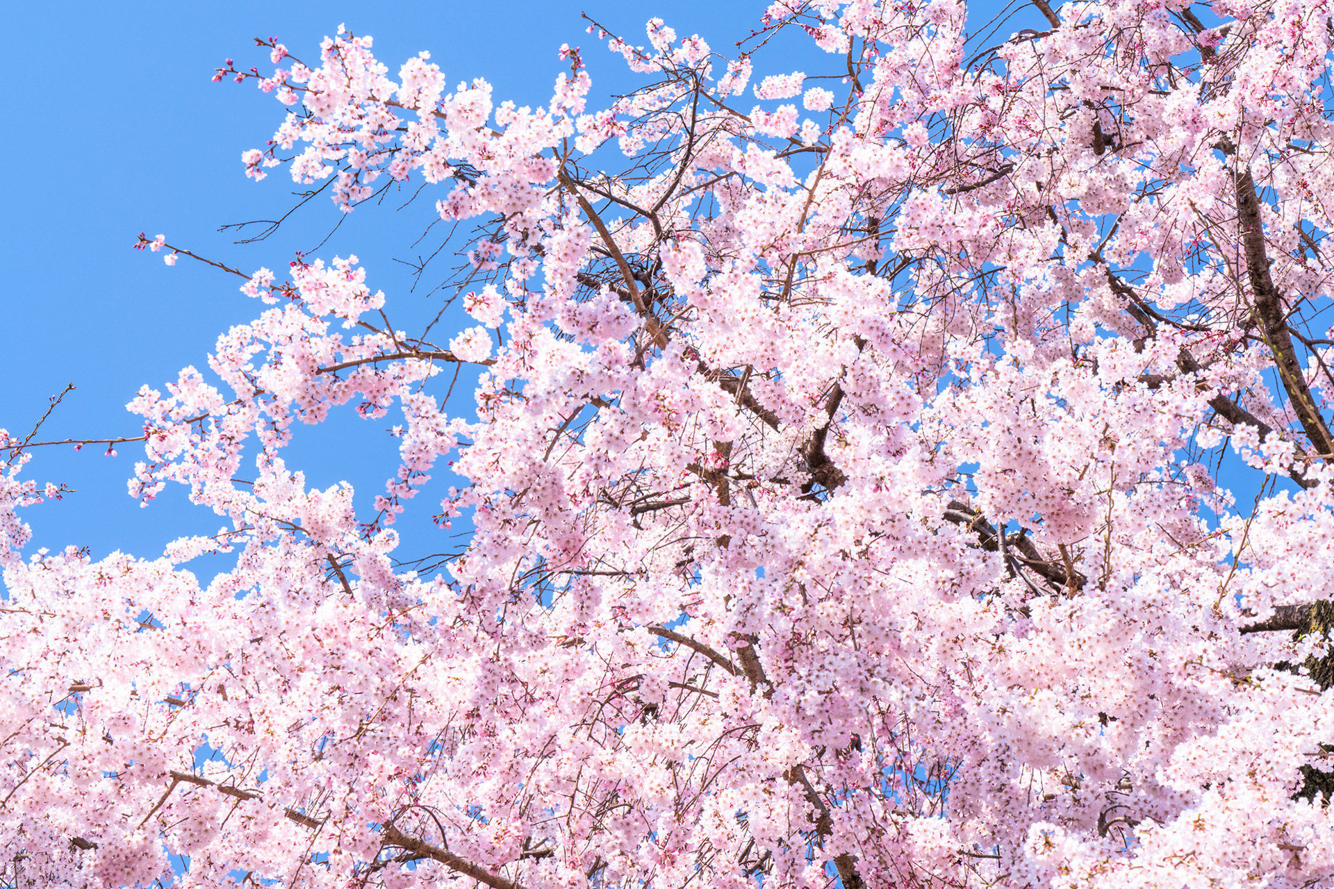 さくら サクラ 桜｜イベント/キャンペーン｜お店ブログ｜株式会社スズキ自販茨城 U’s STATIONつくば