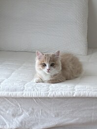 新人こじまのコジコジブログ