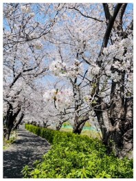 桜満開