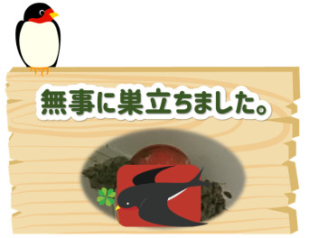 無事に巣立ちました
