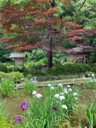 ☆薬師池公園☆菖蒲　紫陽花　カワセミ