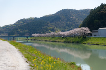 桜の季節