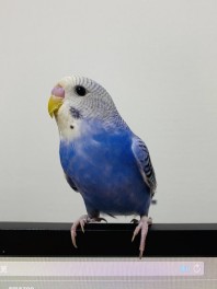 インコのてんちゃん♪