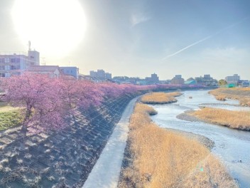 ☆濃いピンクの花が咲く“葵桜”の並木２０２２☆