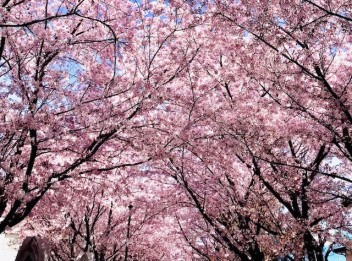 桜色の車と言えば・・・