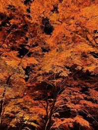 紅葉の季節です♪♪