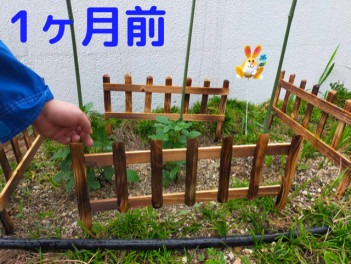 高針菜園のえだまめが…！？