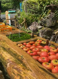 夏野菜や自然って暑さ忘れますよね