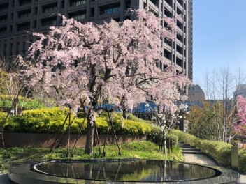 春ですね～！　☆上野☆