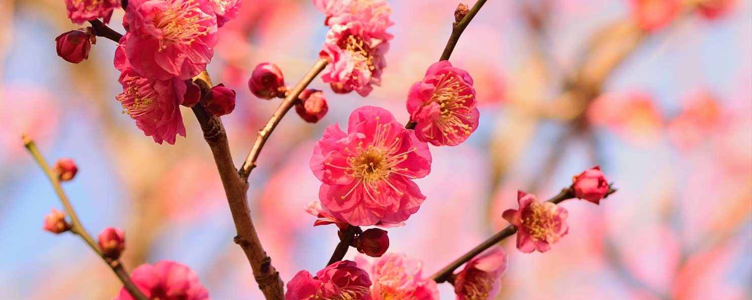ご紹介 ２月 梅を見に行こう 周辺のおすすめスポット 株式会社スズキ自販関西