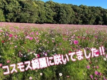 展海峰、コスモス満開でした！！