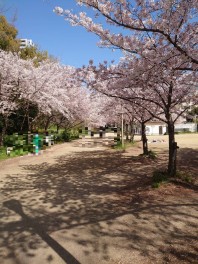 大阪で花見してきました。