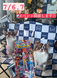 7月６・７日はスズキサマーフェアを開催します⭐