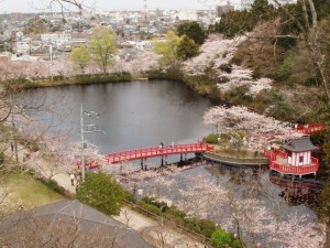 公園桜池橋