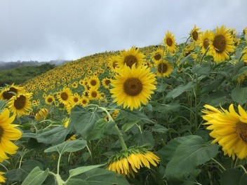 SUNFLOWER!!