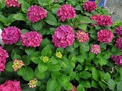 綺麗に咲きました♪