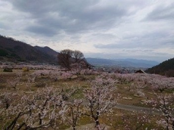 あんずの花