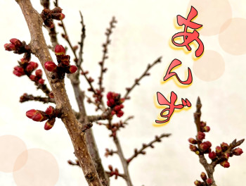 あんずの花