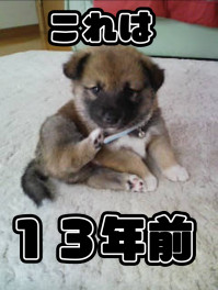 石川活動中 Vol.2～自己紹介という名の愛犬紹介～