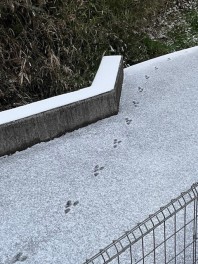 雪の上に足跡