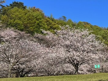 【スタッフ休日日記】＃１　Spring　Day