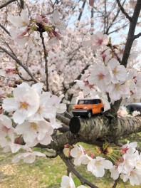 お花見･･･♪