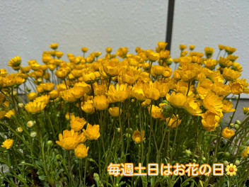 毎週土日はお花の日❁