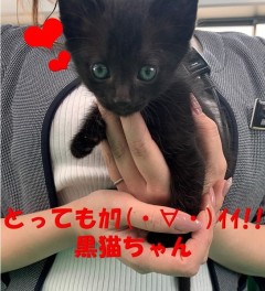 黒猫ちゃんの救出劇！！！