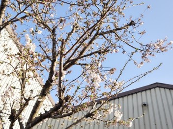 お店の桜～！