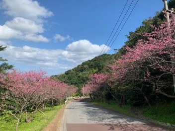 さくらが綺麗な季節になりました(*^_^*)