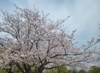 4月！！になりましたね(*'ω'*)