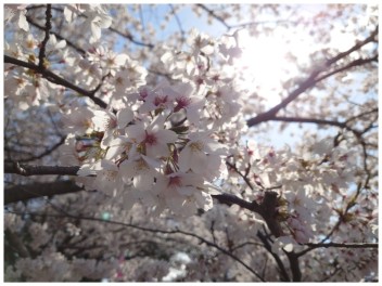 【満開の桜をお届け！】津山さくらまつり♪【津山市イベント情報】