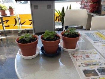 毎年恒例　さくら草プレゼント！