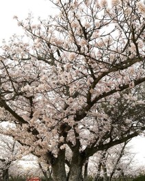 下関市　お花見スポット