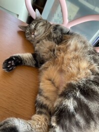 夏季休暇のお知らせ！