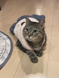 猫の気持ち