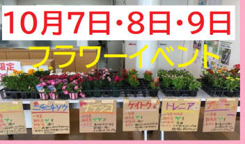 八女日記　「１０月７日・８日・９日フラワーイベント！阿蘇の花農家さまの苗プレゼント」
