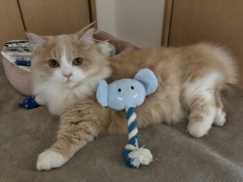 新人こじまのコジコジぶろぐ