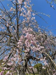 お花見に行きました！