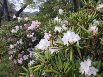 肱川町のしゃくなげ