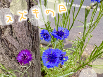 スズキの日！