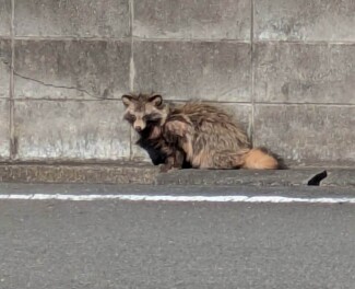 たぬきが現れました