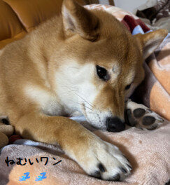 スタッフのつぶやき。。。