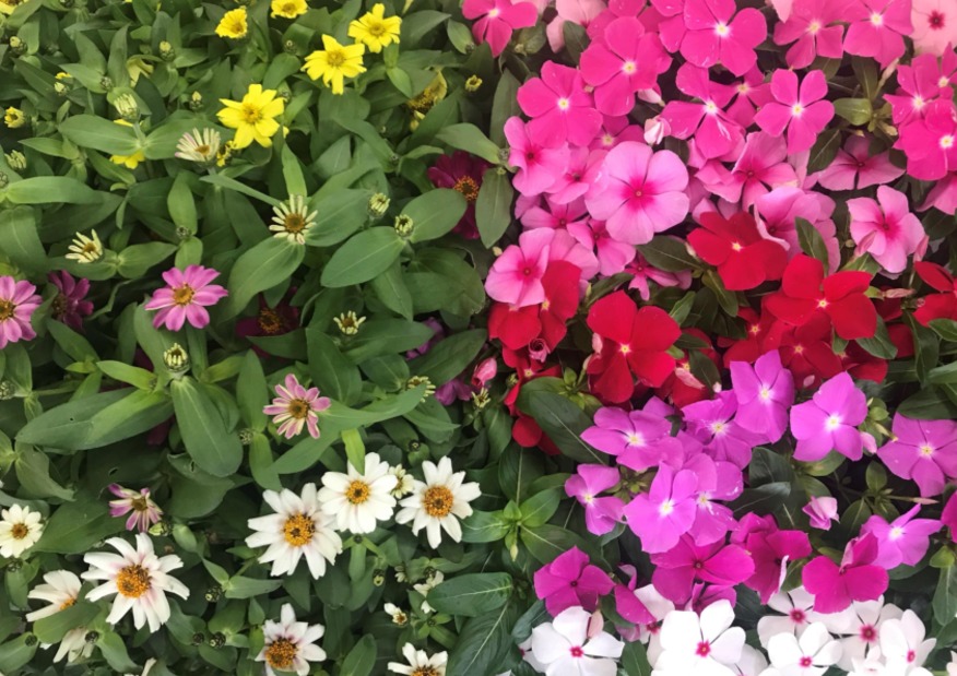 今週末のご来店で季節のお花プレゼント