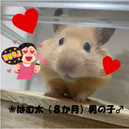 うちのペットご紹介❤